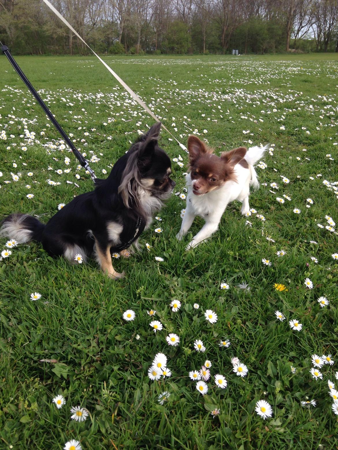 Chihuahua Mynthe billede 25