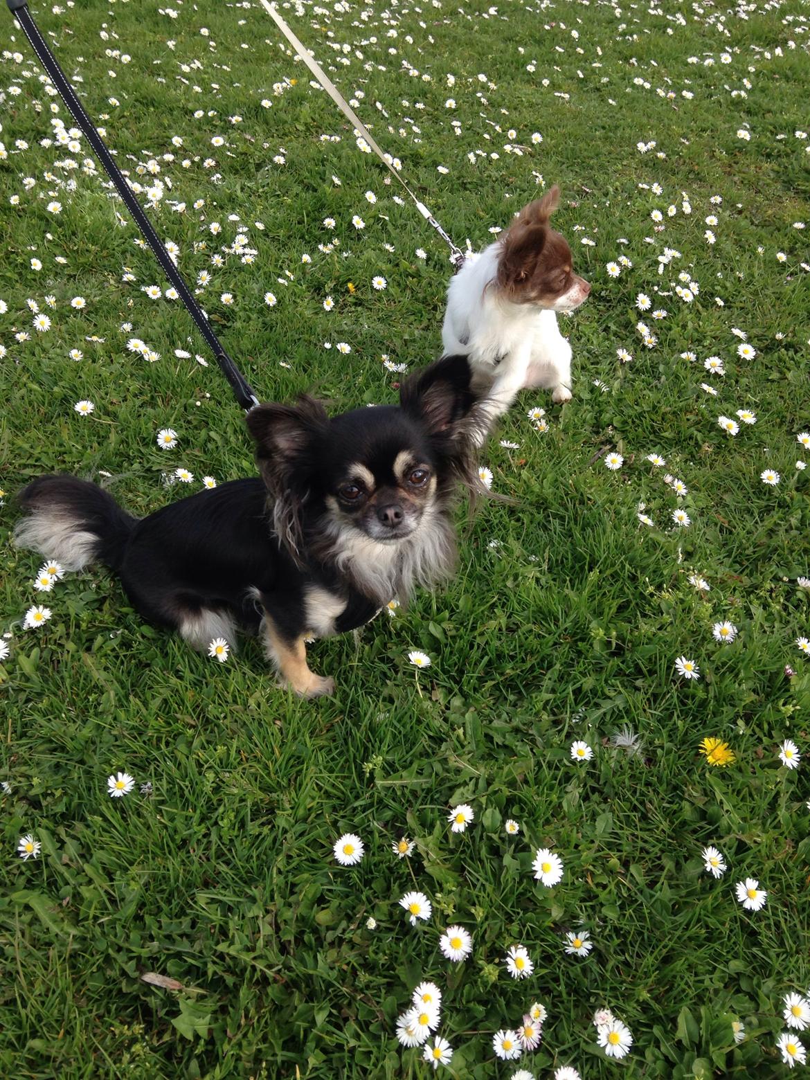 Chihuahua Aya billede 26