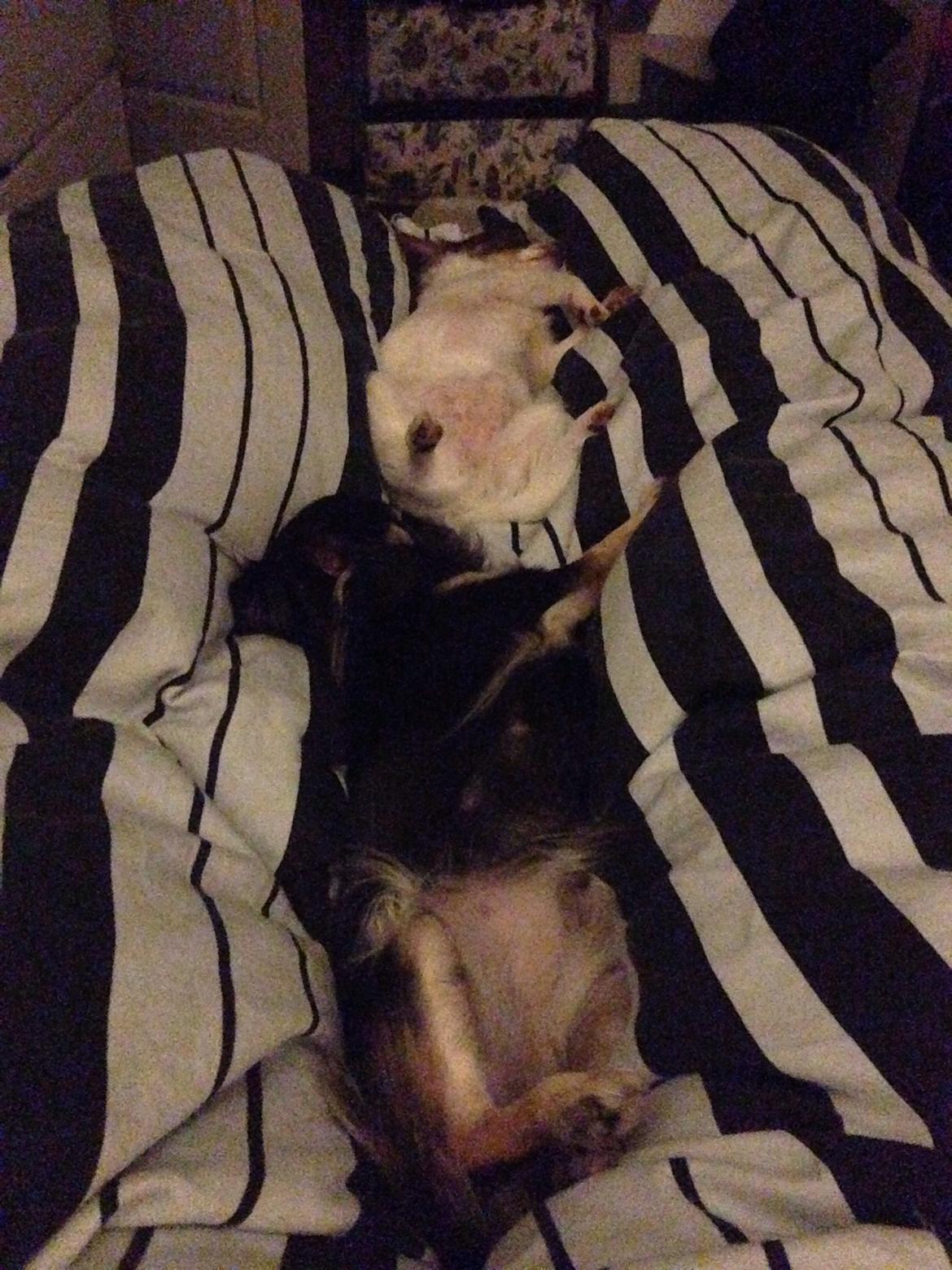 Chihuahua Aya billede 27