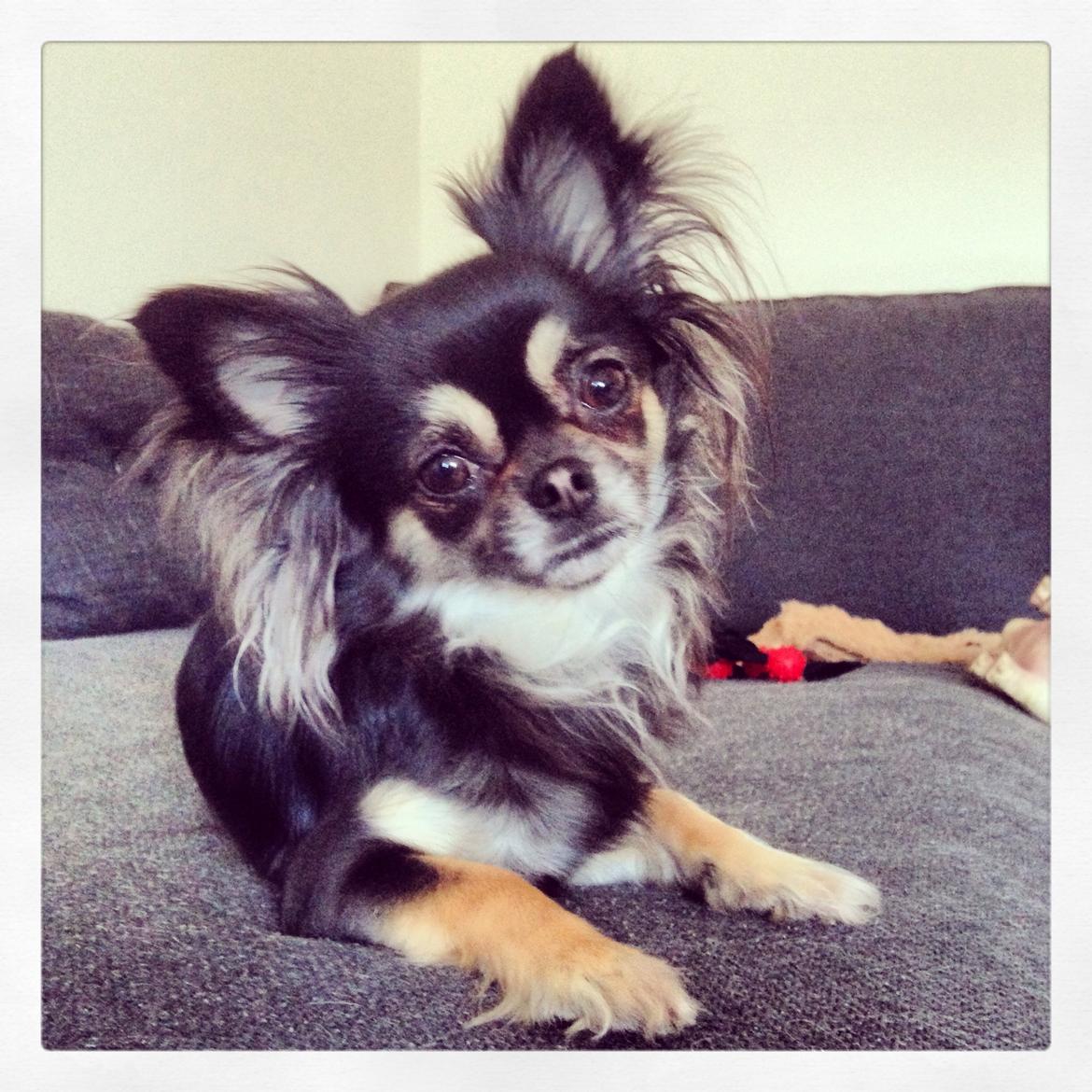 Chihuahua Aya billede 28