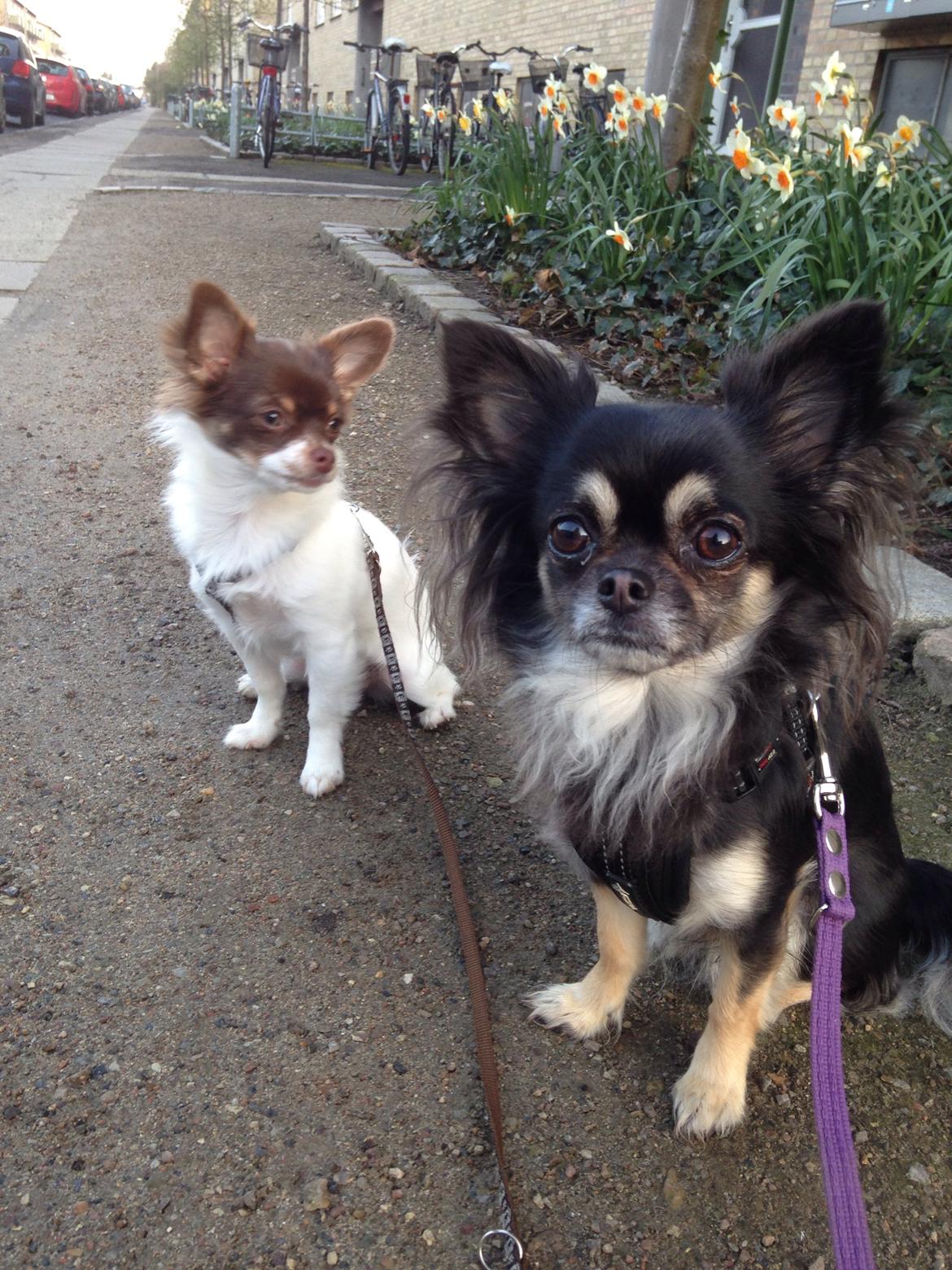 Chihuahua Aya billede 29