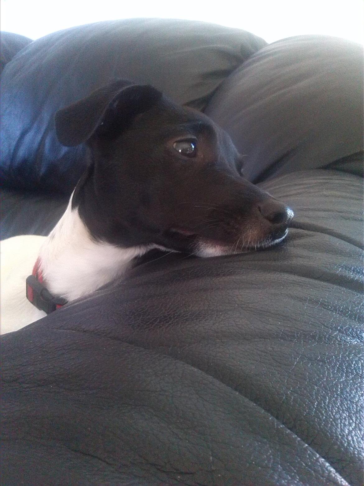 Dansk svensk gaardhund Frida billede 13