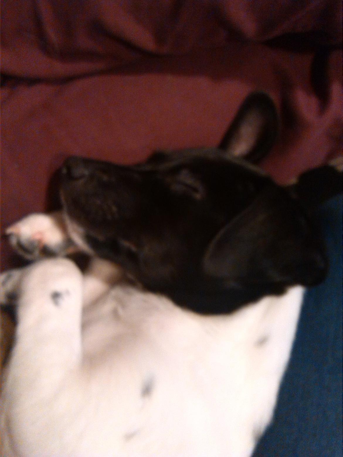 Dansk svensk gaardhund Frida billede 14