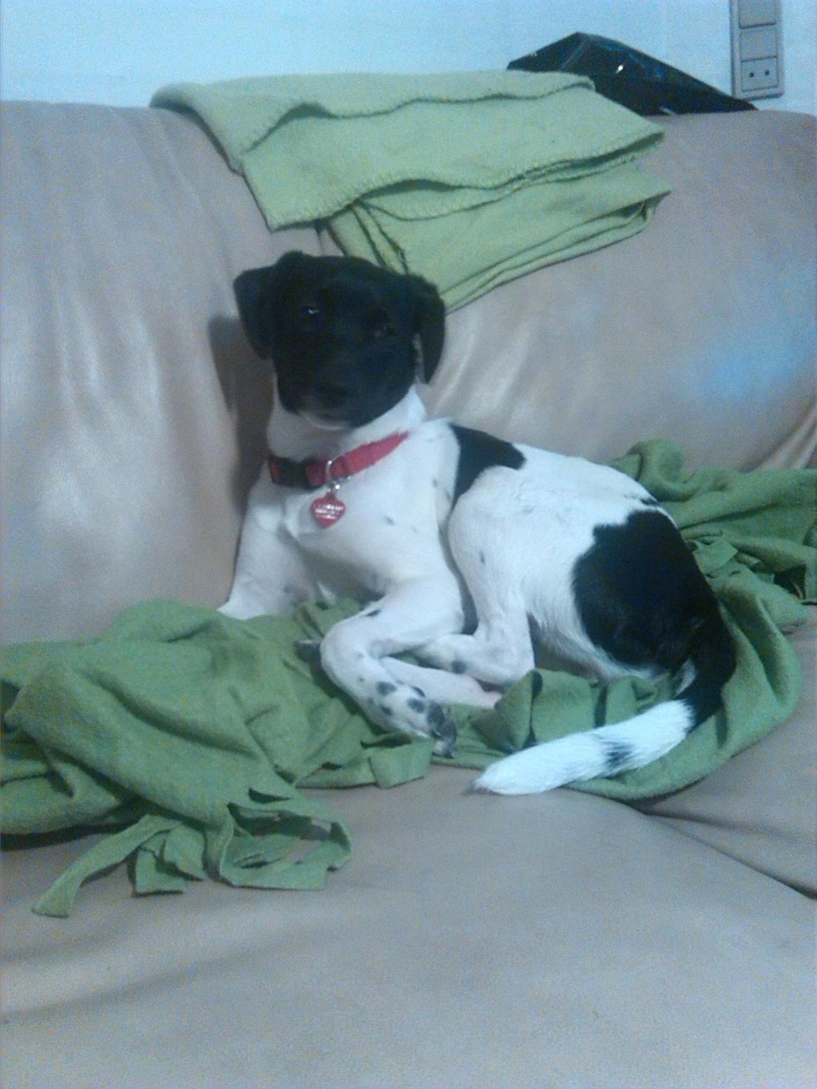 Dansk svensk gaardhund Frida billede 15