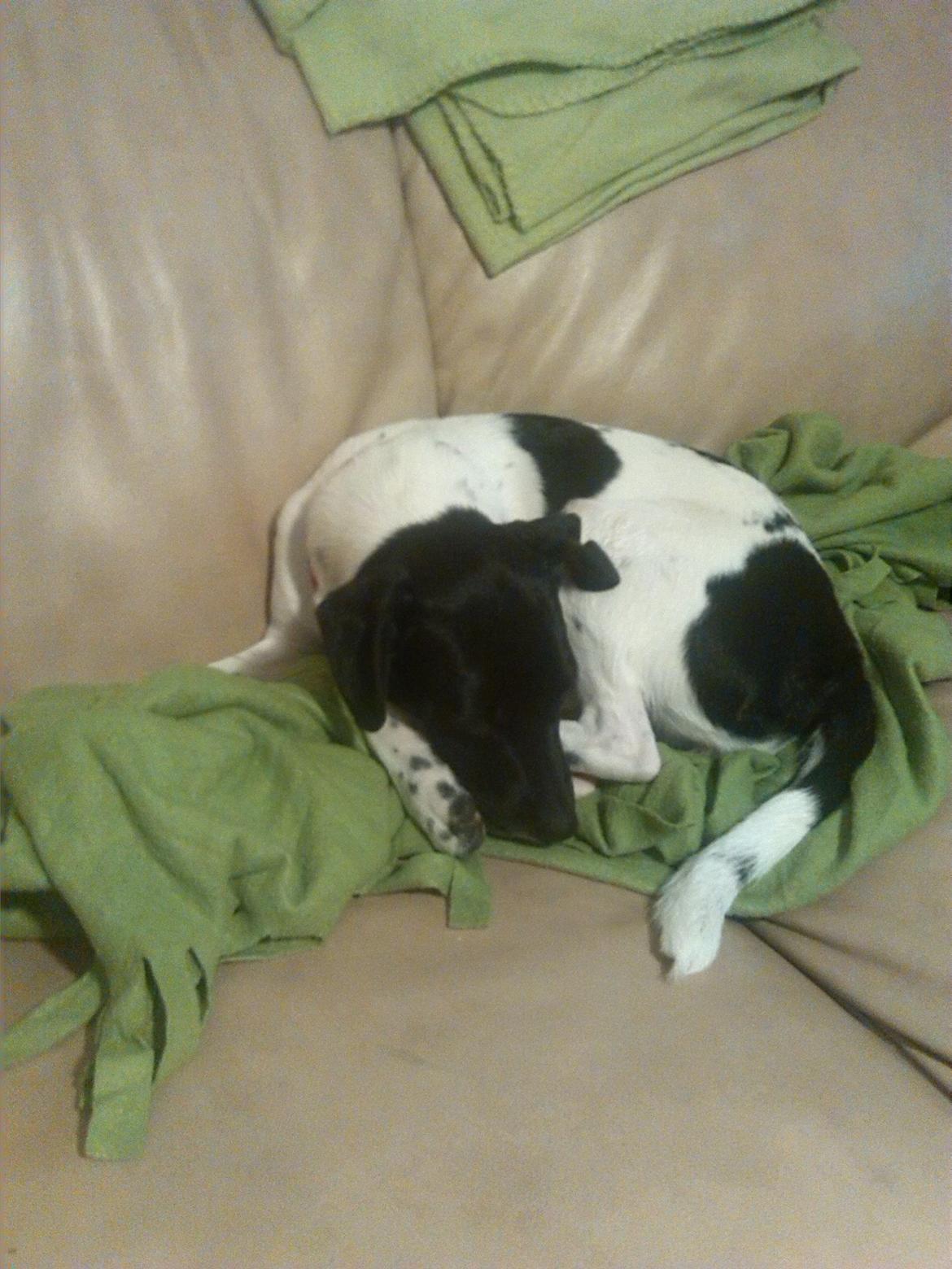 Dansk svensk gaardhund Frida billede 16