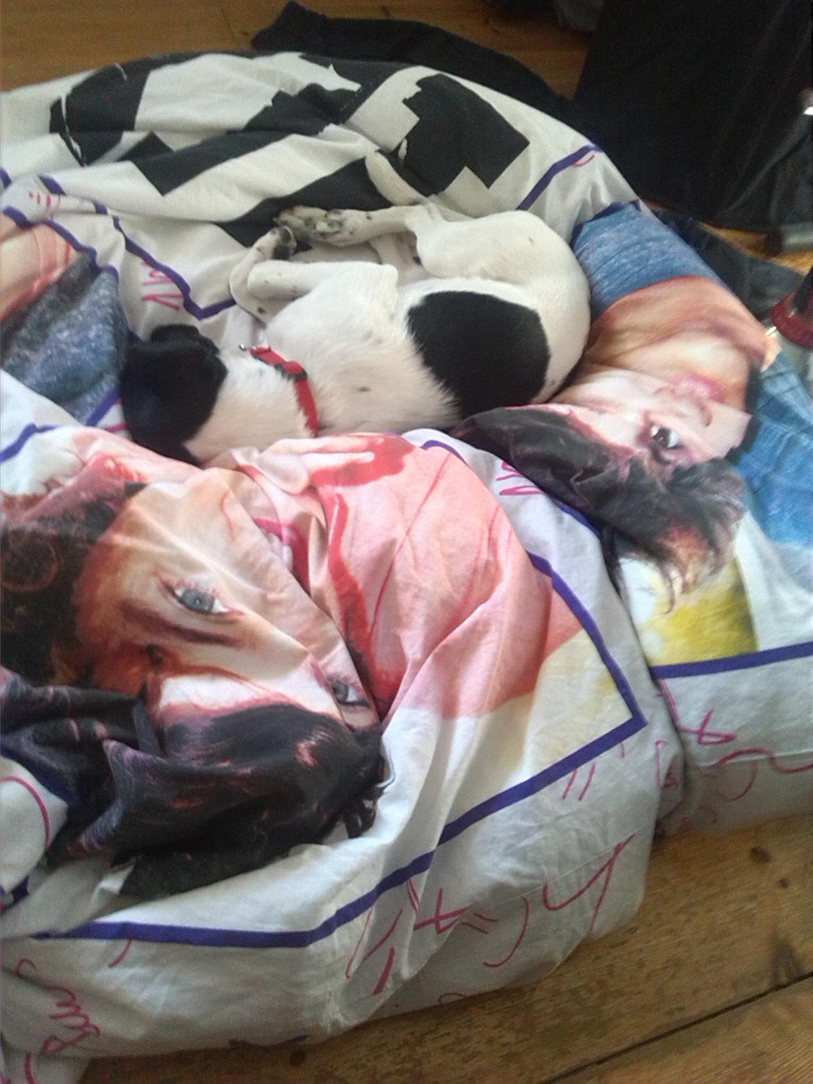 Dansk svensk gaardhund Frida billede 17