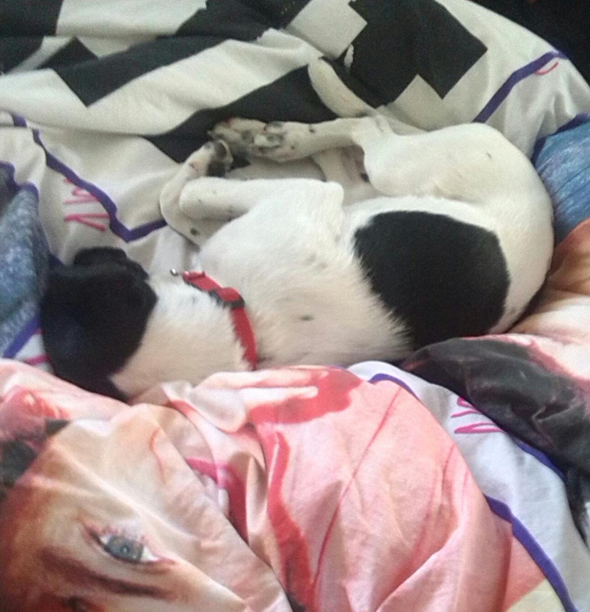 Dansk svensk gaardhund Frida billede 18