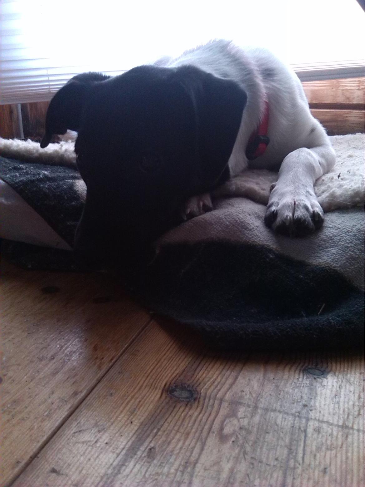 Dansk svensk gaardhund Frida billede 19