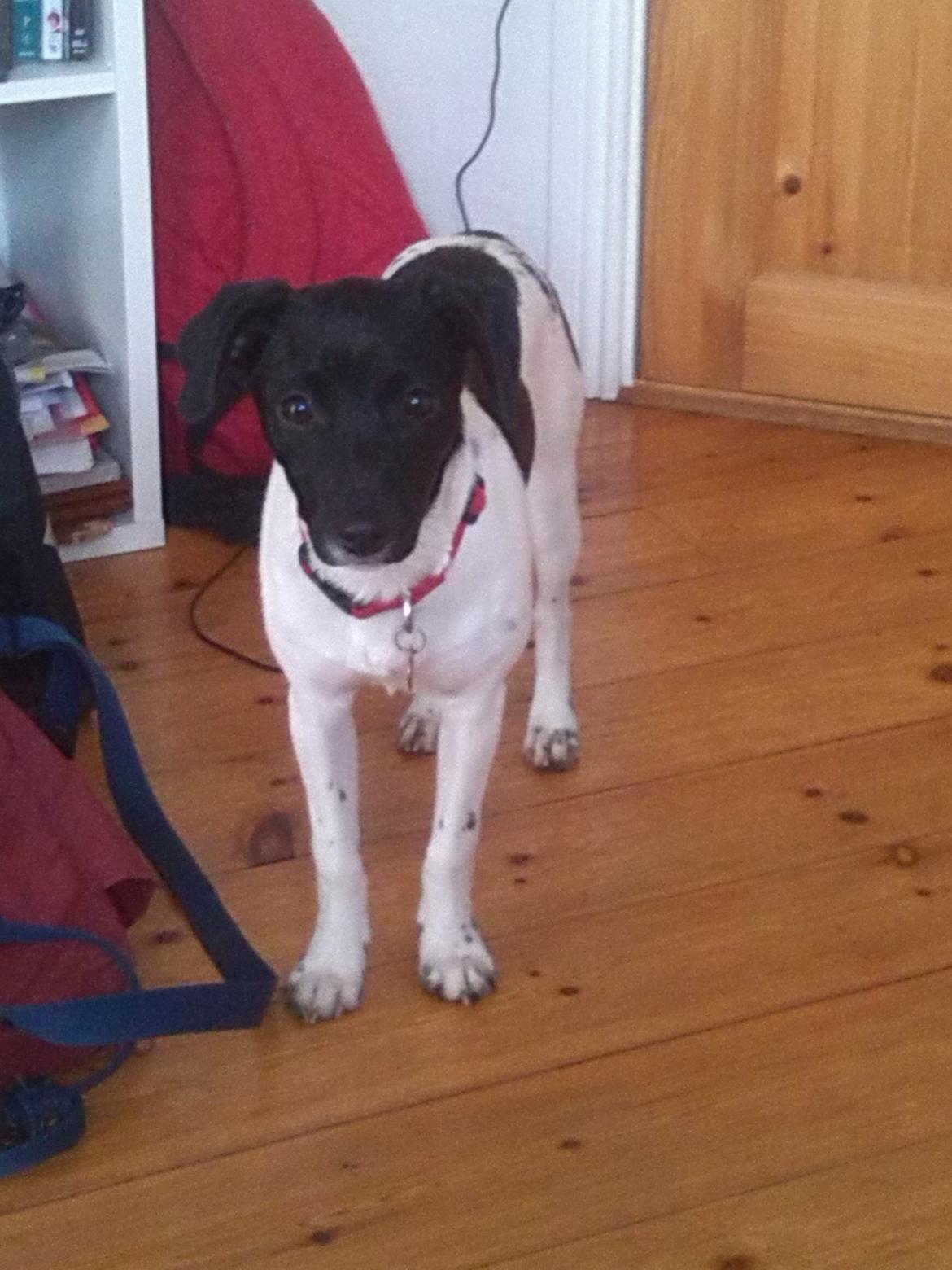 Dansk svensk gaardhund Frida billede 21