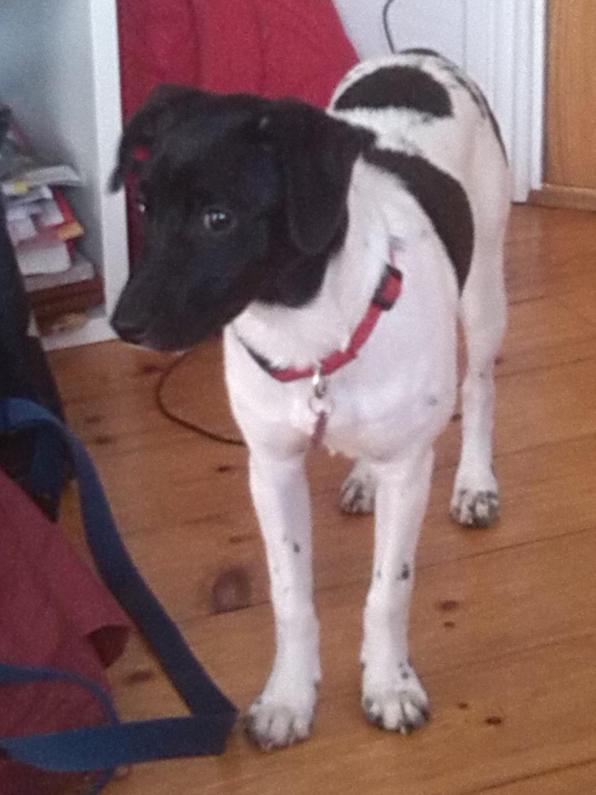 Dansk svensk gaardhund Frida billede 22