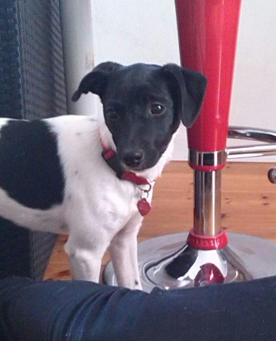 Dansk svensk gaardhund Frida billede 20