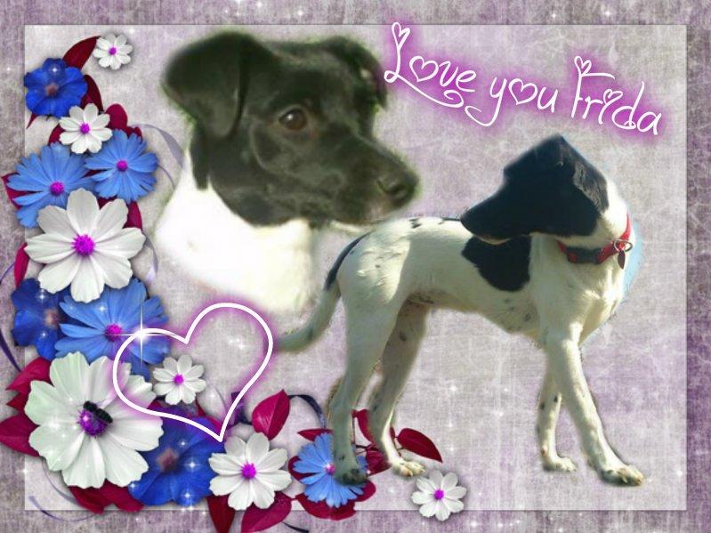 Dansk svensk gaardhund Frida billede 2