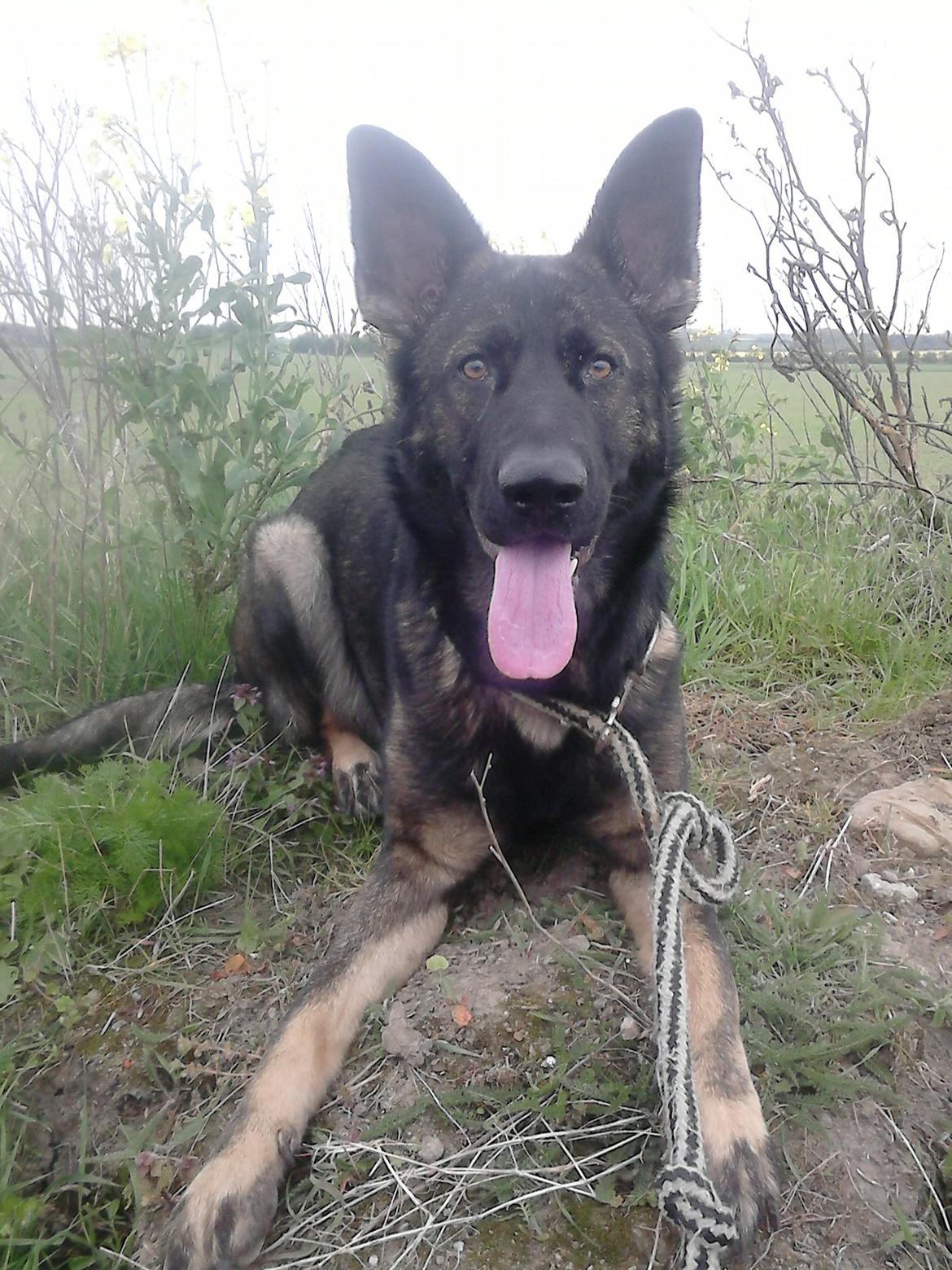 Schæferhund Hajens Laban (Jerome san) billede 14