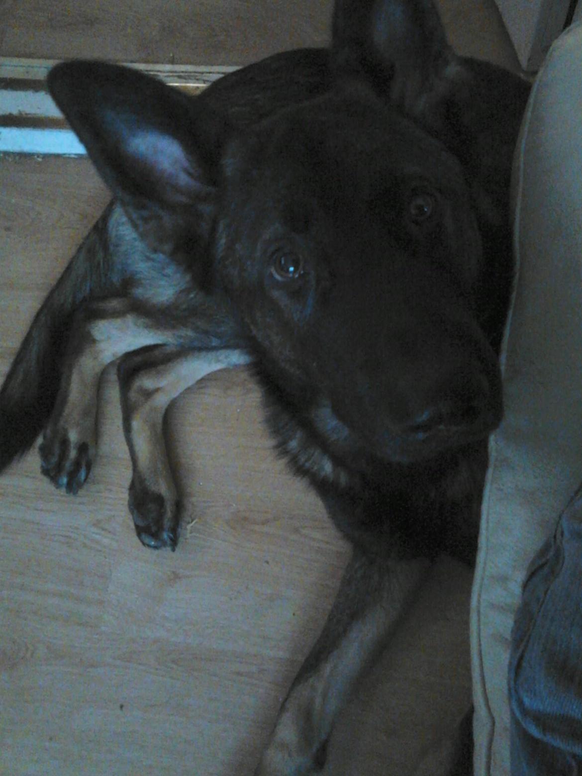 Schæferhund Hajens Laban (Jerome san) billede 15