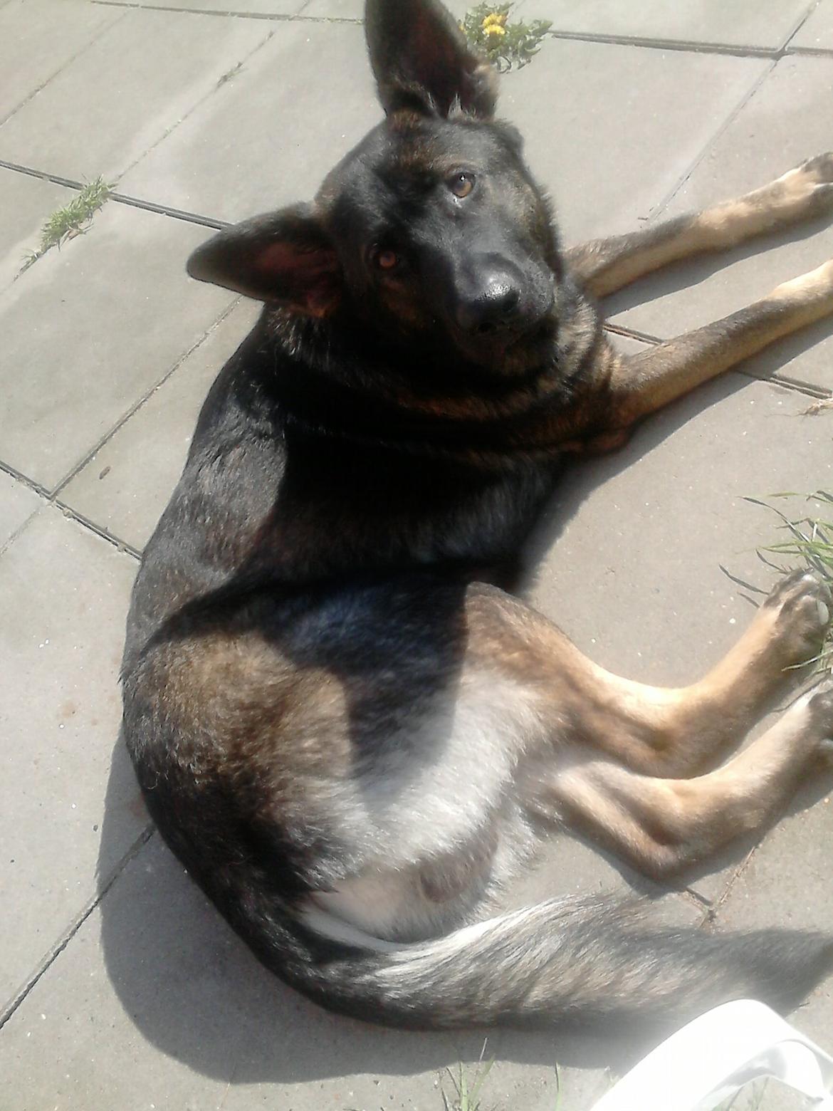 Schæferhund Hajens Laban (Jerome san) billede 16