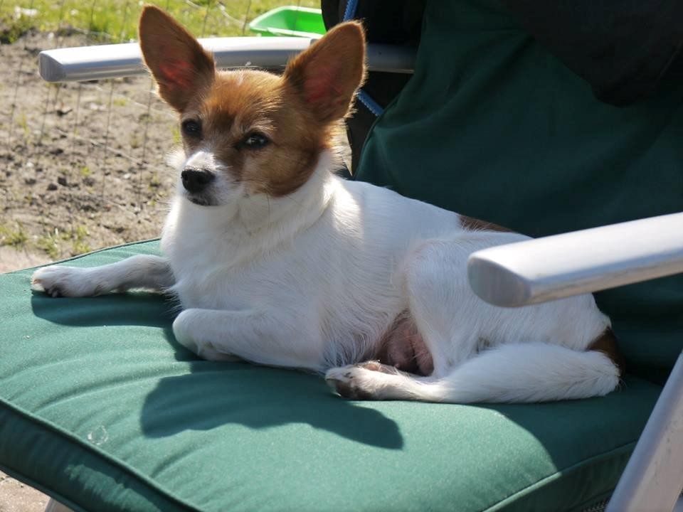 Blanding af racer Poe billede 40