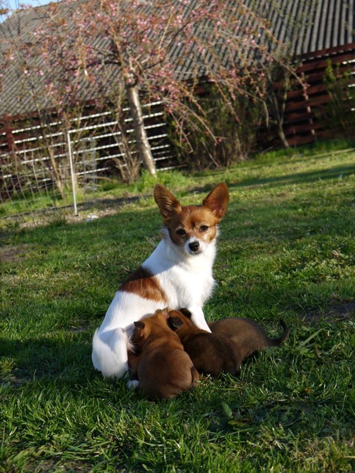 Blanding af racer Poe - De er blevet lidt store! (6 uger er de på billedet) billede 33