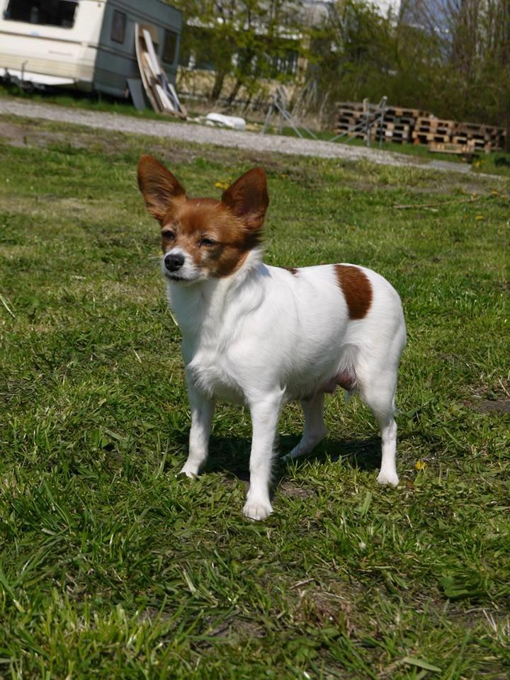 Blanding af racer Poe - Tyk diegivende moar..  billede 7