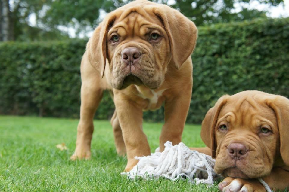 Dogue de bordeaux Sjaukc billede 9