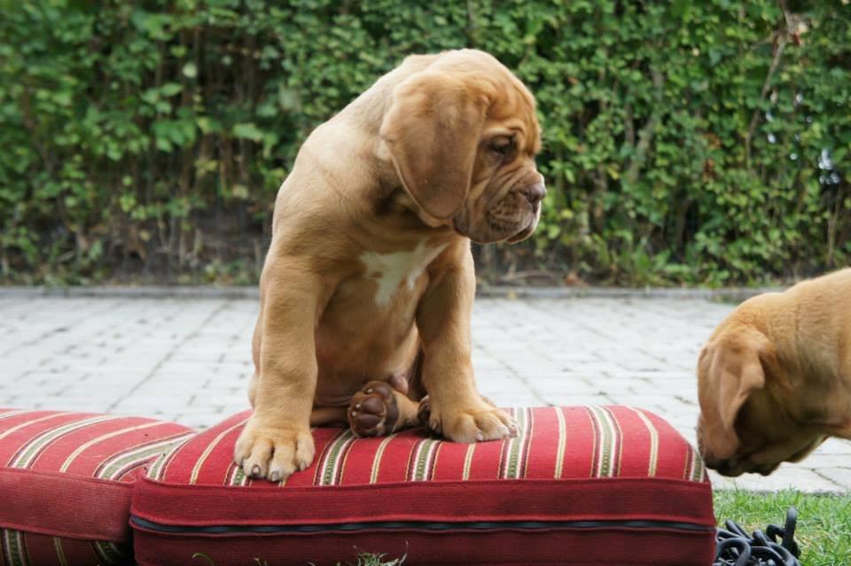 Dogue de bordeaux Sjaukc billede 6
