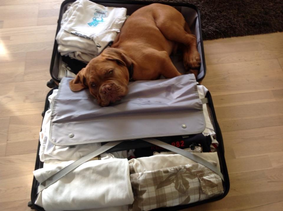 Dogue de bordeaux Sjaukc billede 7