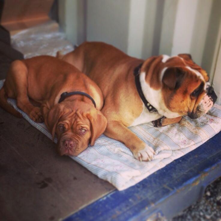 Dogue de bordeaux Sjaukc billede 5