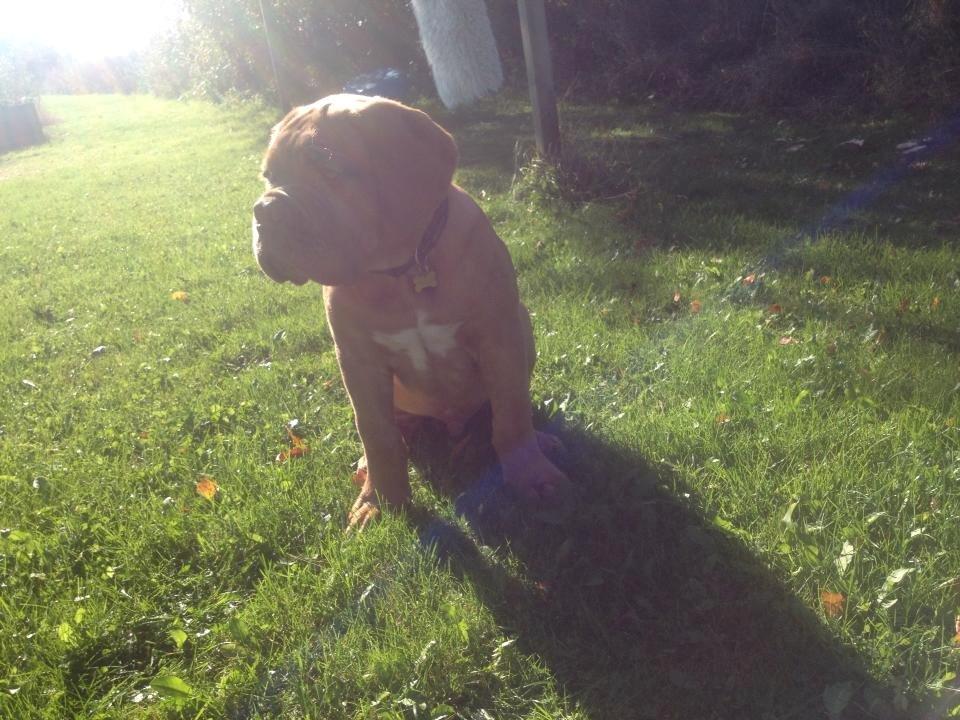 Dogue de bordeaux Sjaukc billede 8