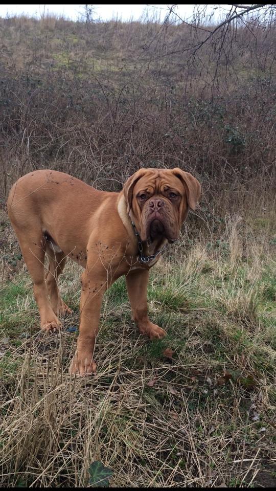 Dogue de bordeaux Sjaukc billede 2