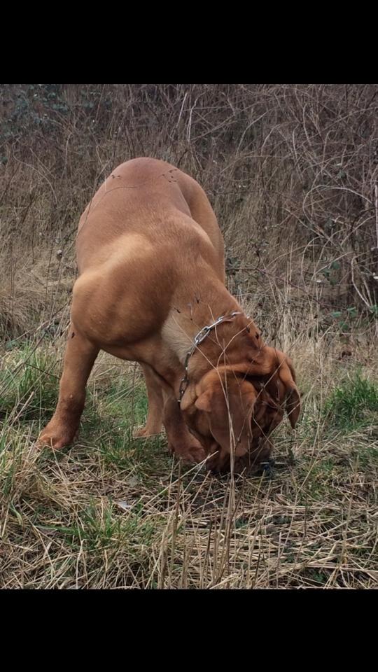 Dogue de bordeaux Sjaukc billede 3