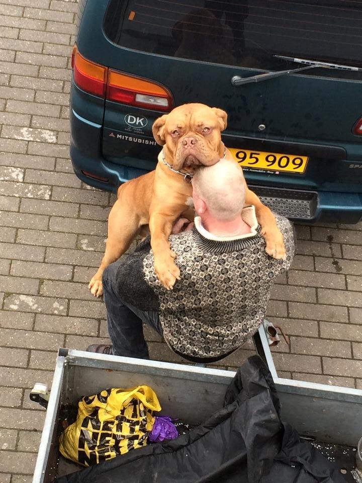 Dogue de bordeaux Sjaukc billede 4