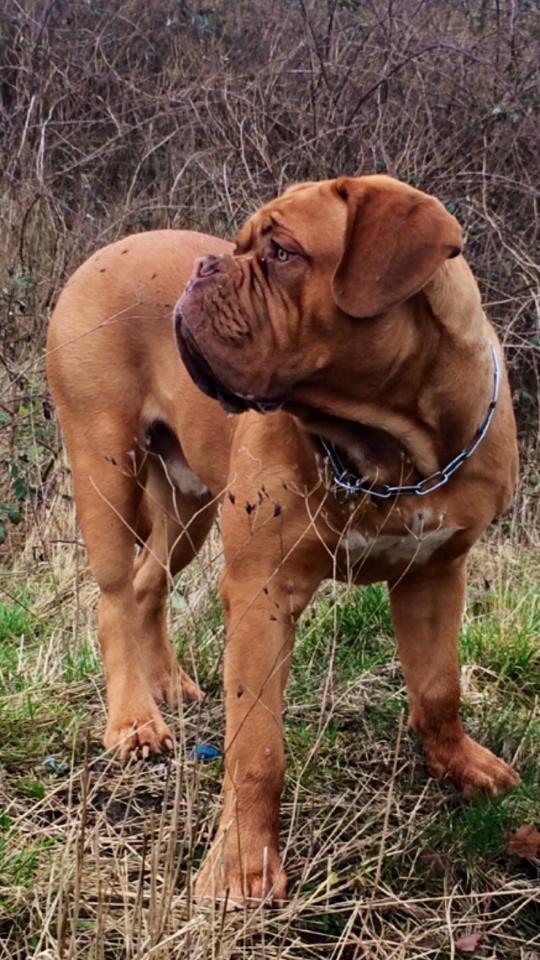 Dogue de bordeaux Sjaukc billede 1