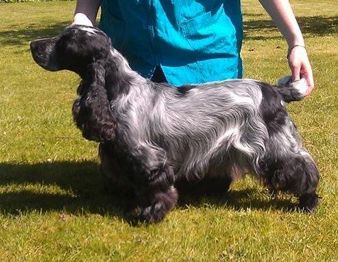 Cocker spaniel Diana - himmelhund - Diana 3½ år gammel..nu endelig sit gamle jeg med pels igen. billede 7