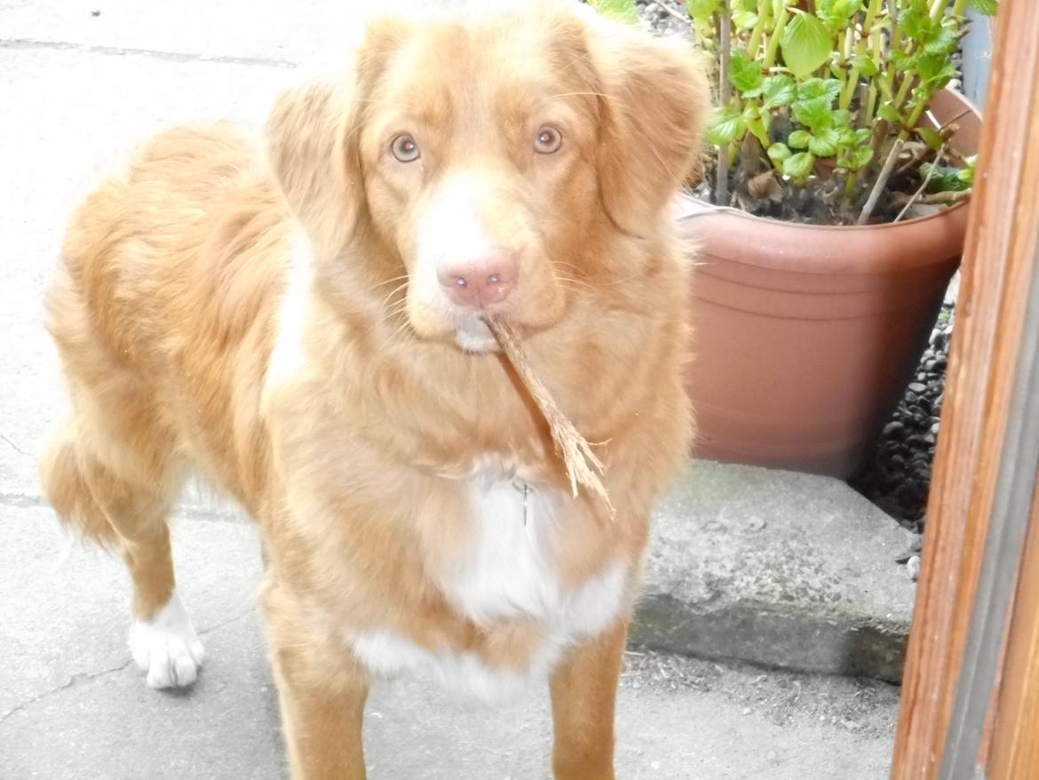 Nova scotia duck tolling retriever Shaggy Toller`s Foxy Ayla billede 2