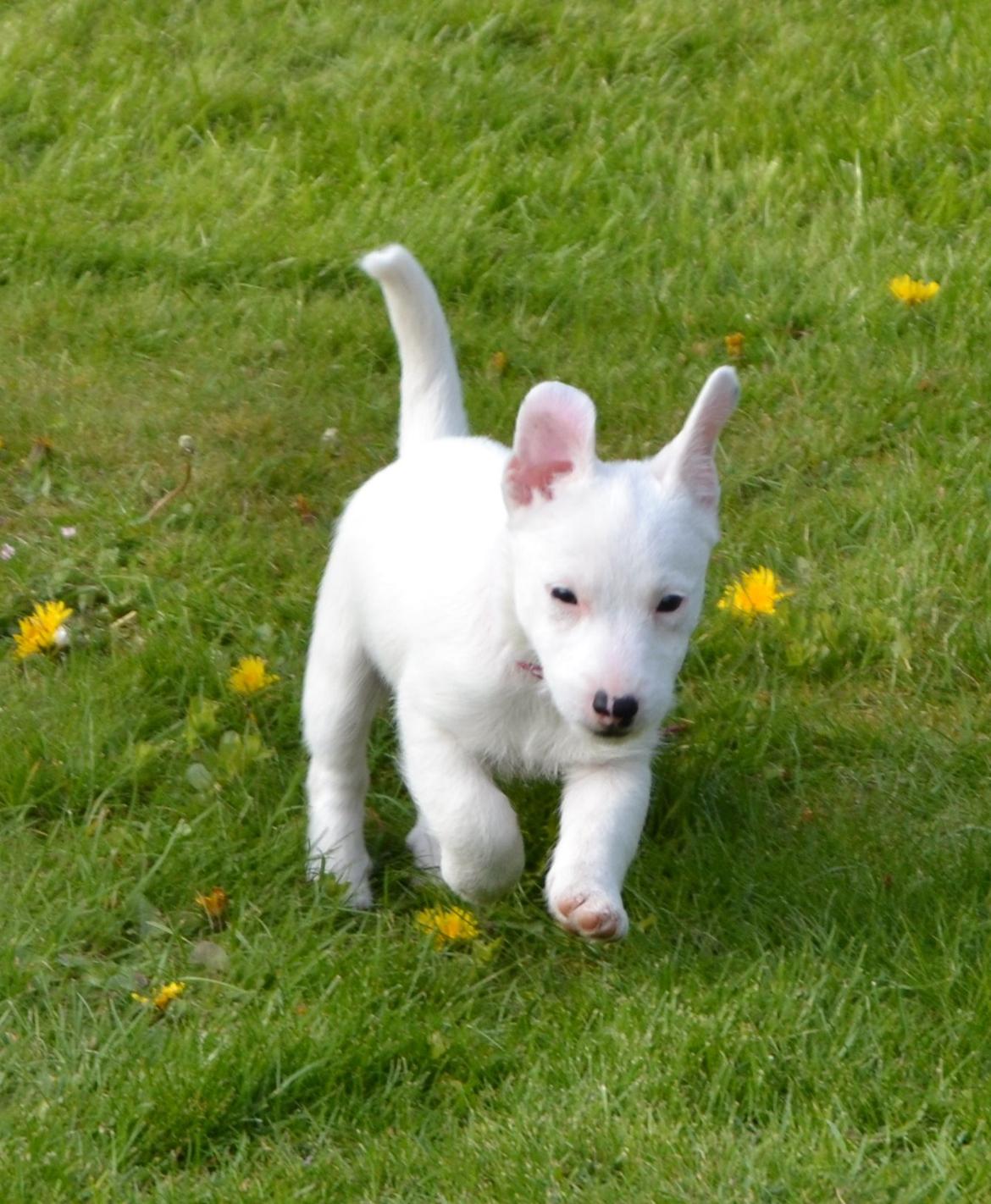 Jack russell terrier Viva billede 7