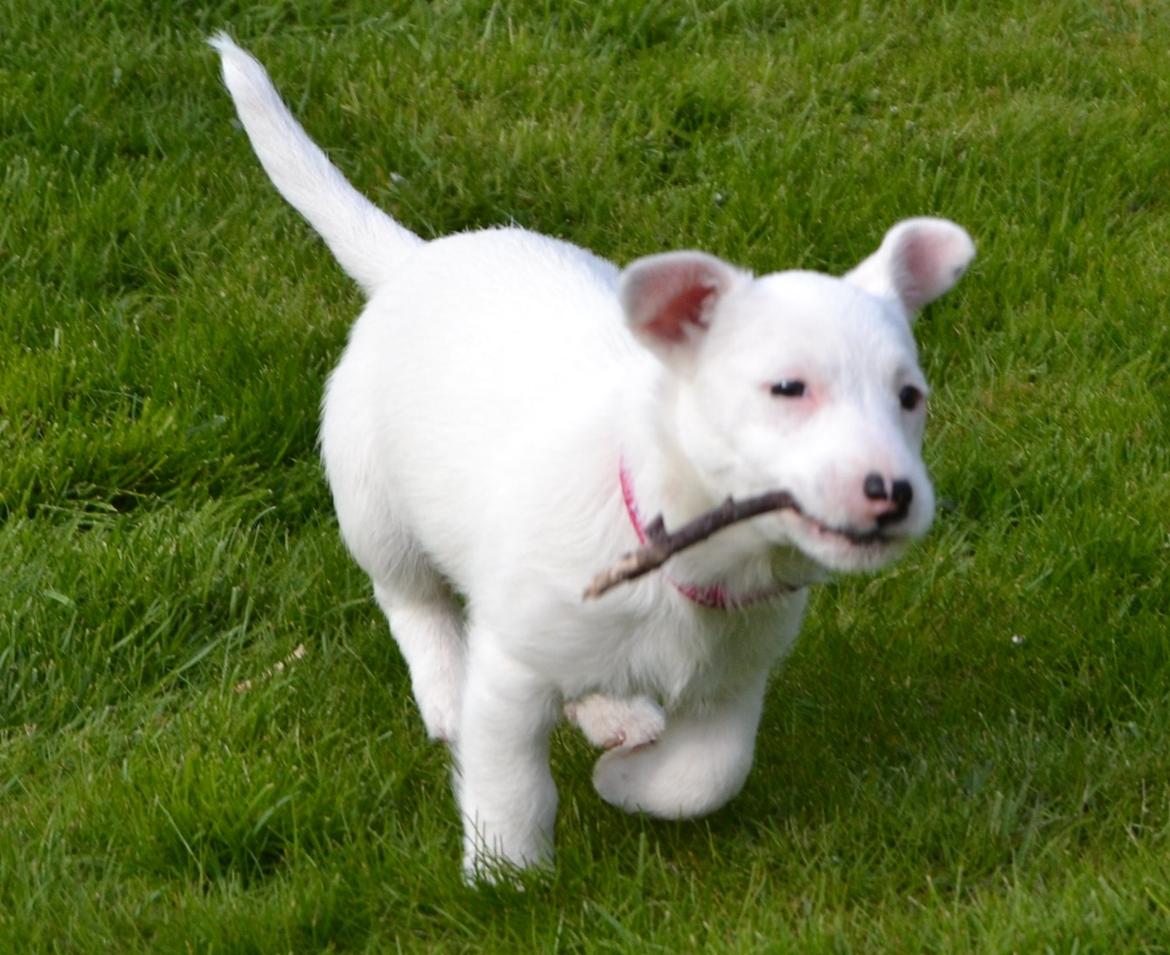 Jack russell terrier Viva billede 9