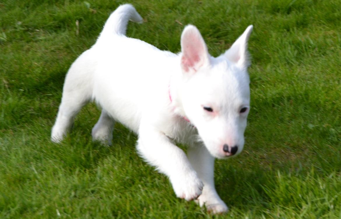 Jack russell terrier Viva billede 8