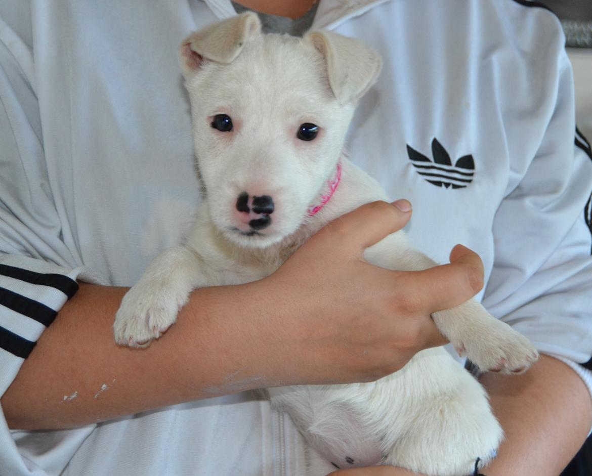 Jack russell terrier Viva billede 11