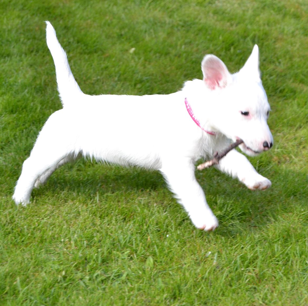Jack russell terrier Viva billede 10