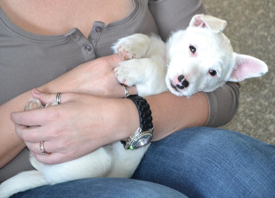 Jack russell terrier Viva billede 13