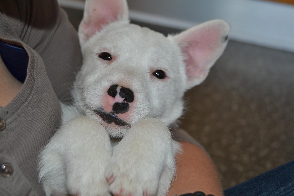 Jack russell terrier Viva billede 14