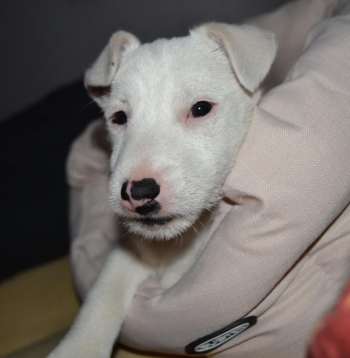 Jack russell terrier Viva billede 12