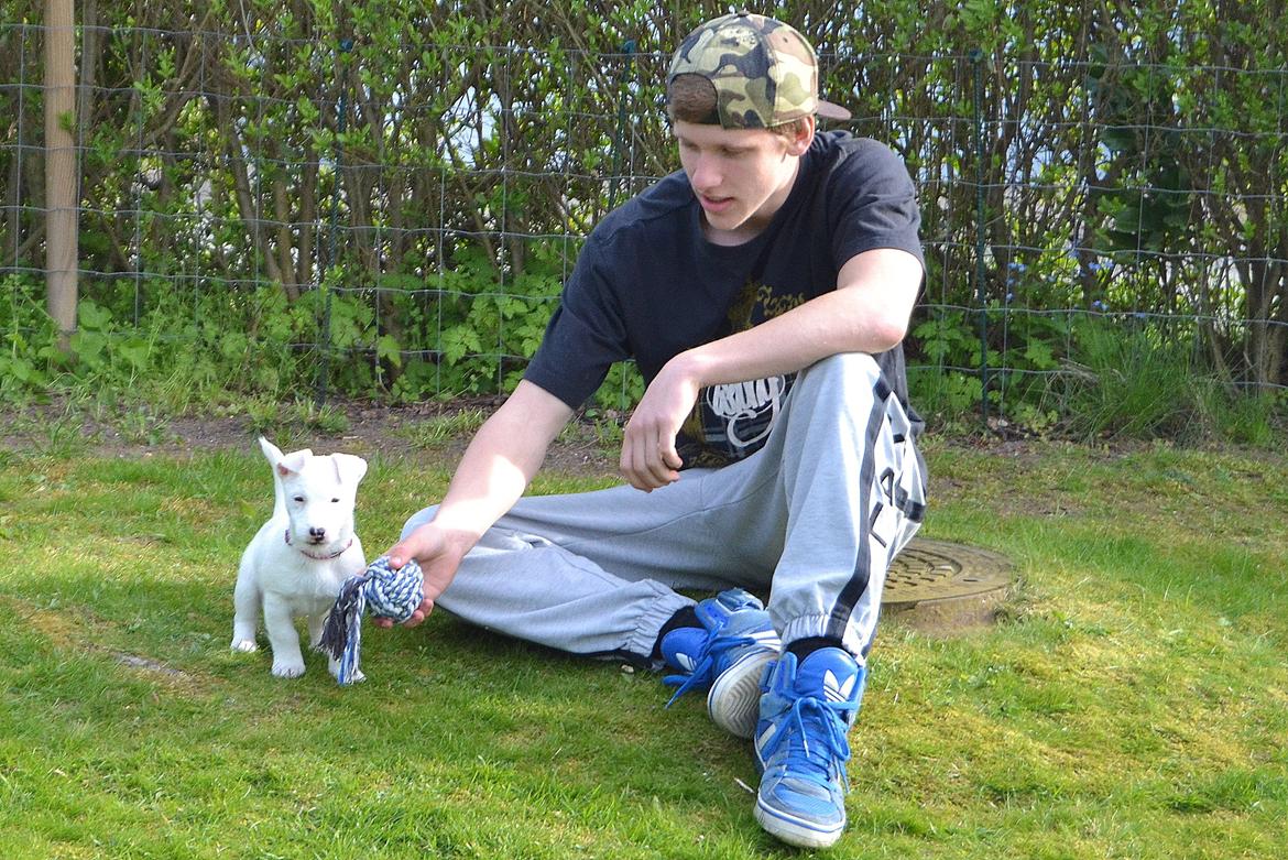 Jack russell terrier Viva - Mine 2 yndlings <3 billede 15