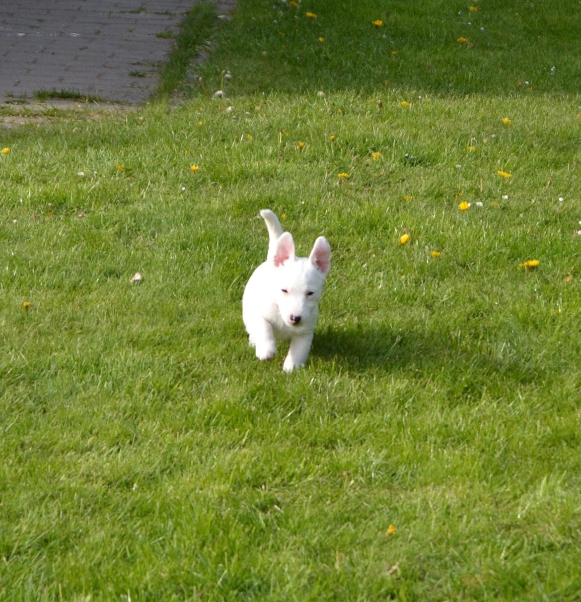 Jack russell terrier Viva billede 16