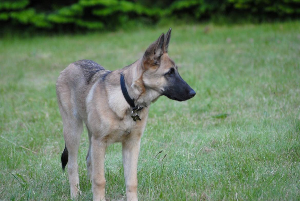 Blanding af racer Luna billede 6