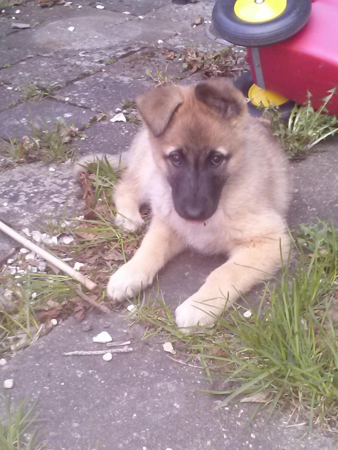 Blanding af racer Luna billede 9