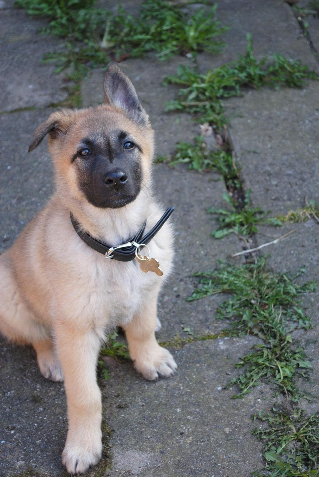 Blanding af racer Luna billede 2