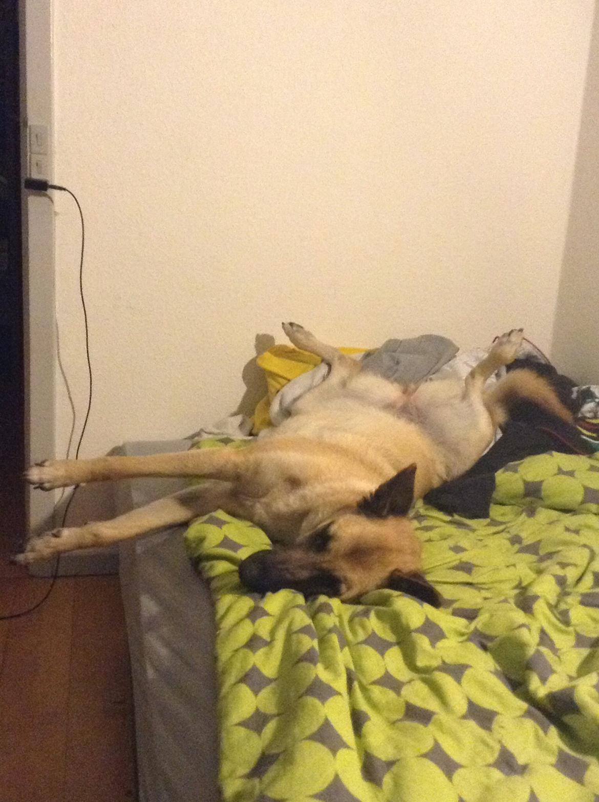 Blanding af racer Luna billede 8