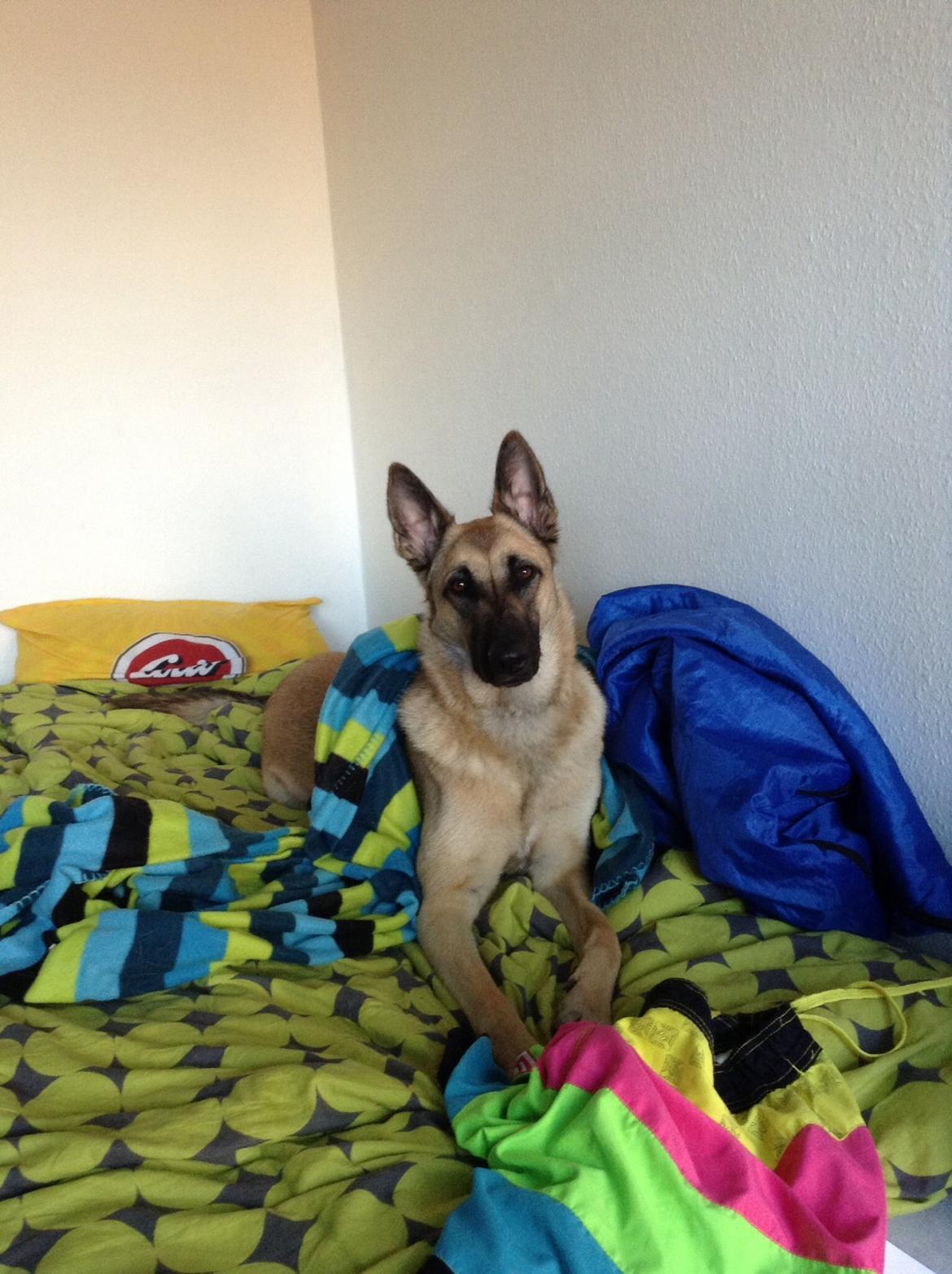 Blanding af racer Luna billede 7