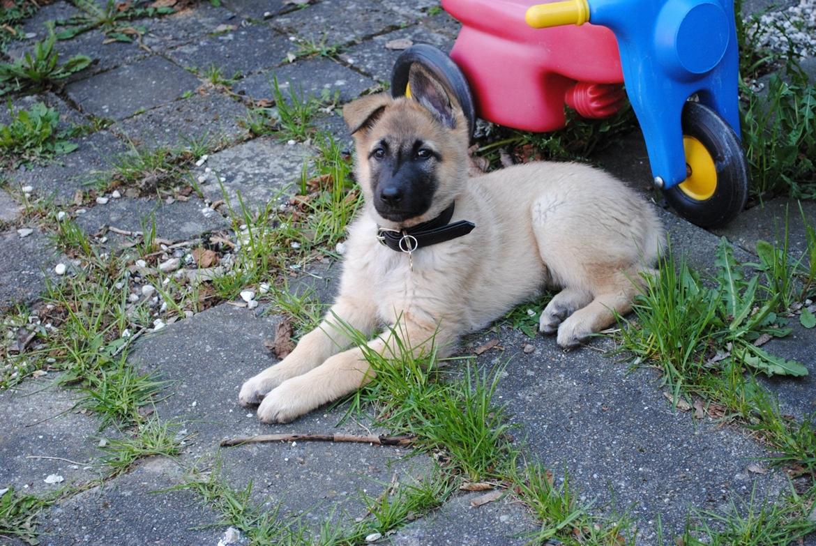 Blanding af racer Luna billede 3