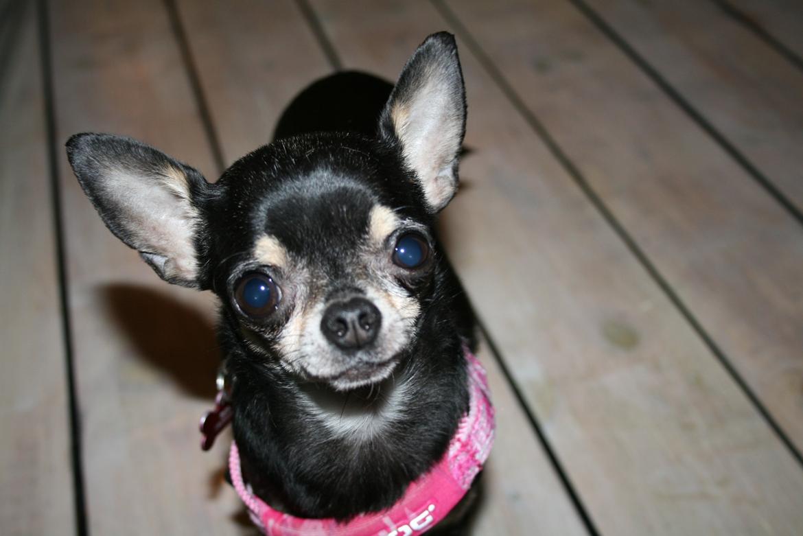 Chihuahua Dyrhøjgård's Babe *DKK* billede 16